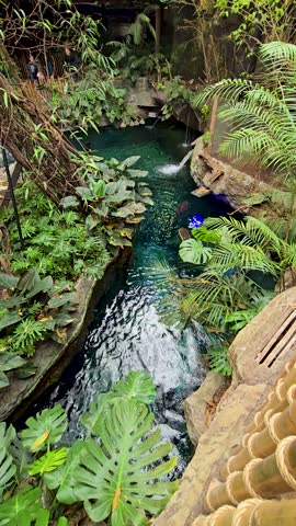 footage a waterfall, a pond with lush green trees and plants at the Dallas World Aquarium in Dallas Texas USA