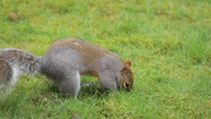 Grey Squirrel Burying Food In Grass Garden Close Up Daytime Slow Motion Borehamwood Hertfordshire UK