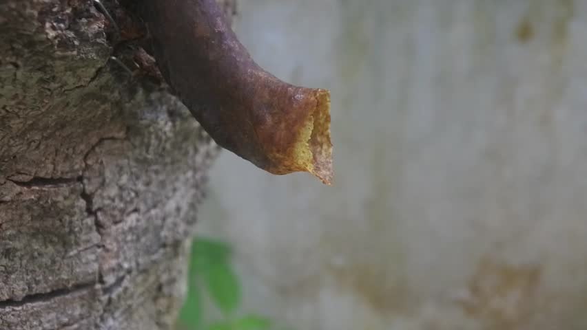 Meliponini hive entrance situation, stingless bee colony, Heterotrigona itama. Natural hive.
