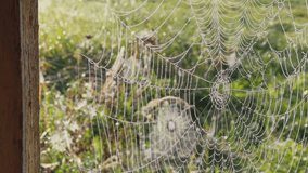 A big spider web by the river. Dew on a spider's web in the rays of dawn. The sun's glare on the web. A neat large spider web on a background of thick green grass under the sunlight. Belarus. 4К - Powered by Shutterstock - Get 15% off with code: PIKWIZARD15