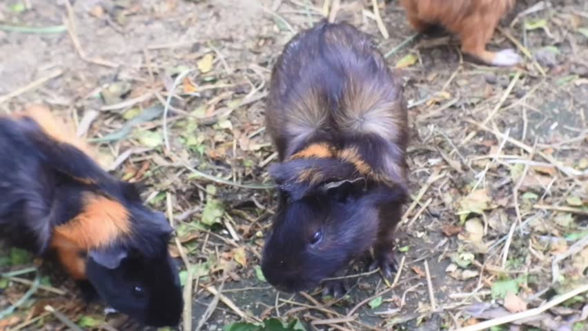 little white rabbit. hamsters in the grass