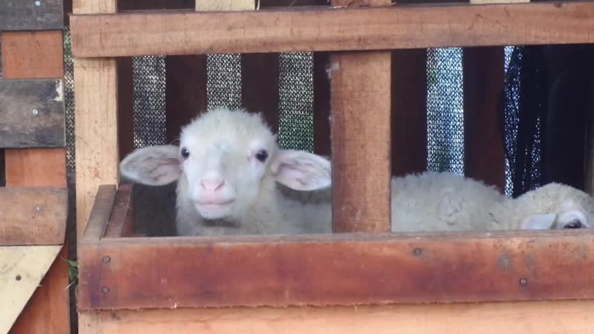sheep in a wooden pen, white sheep in a pen