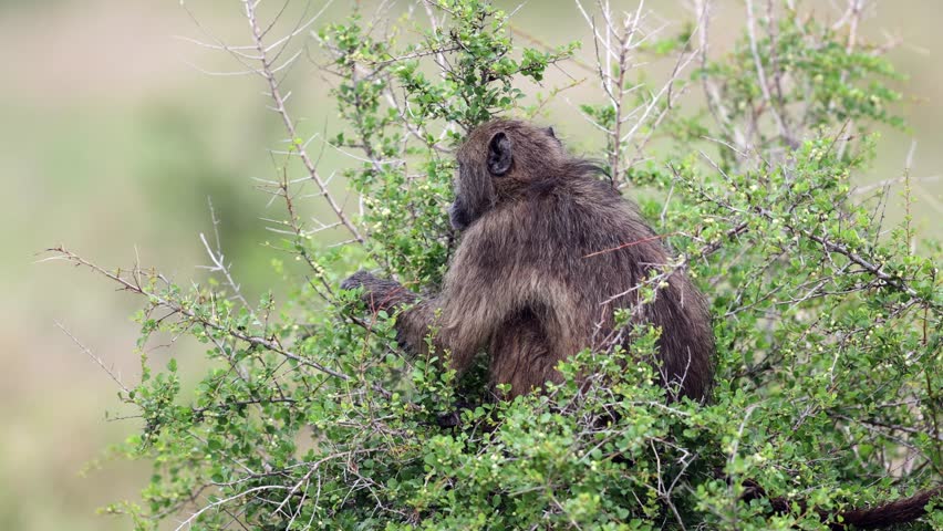 Adorable Chacma Baboon greedily picks and eats white berries from shrub