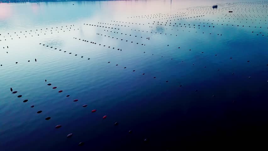 Metropolitan City of Taranto, Italy - Mussel Culture, Ilva Factory - Arial Cinematic