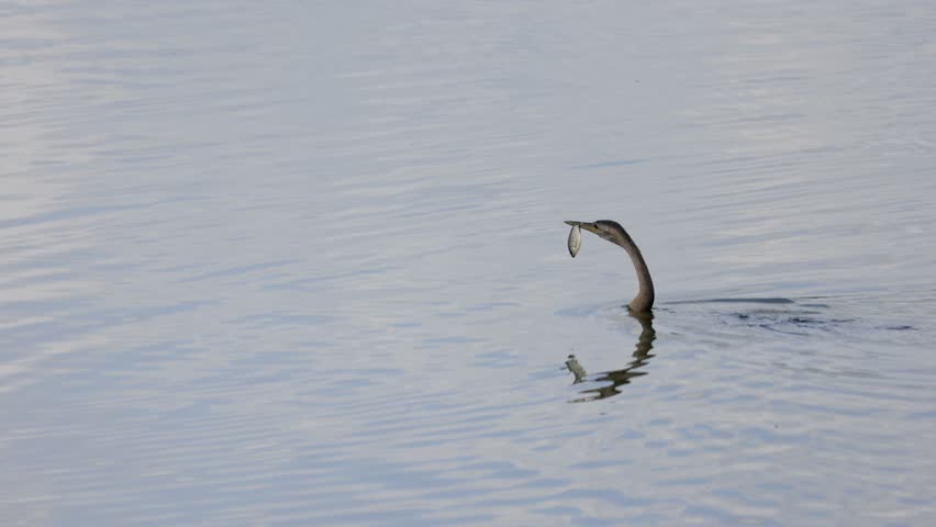 Partly submerged African Darter bird tosses small fish, playing in lake