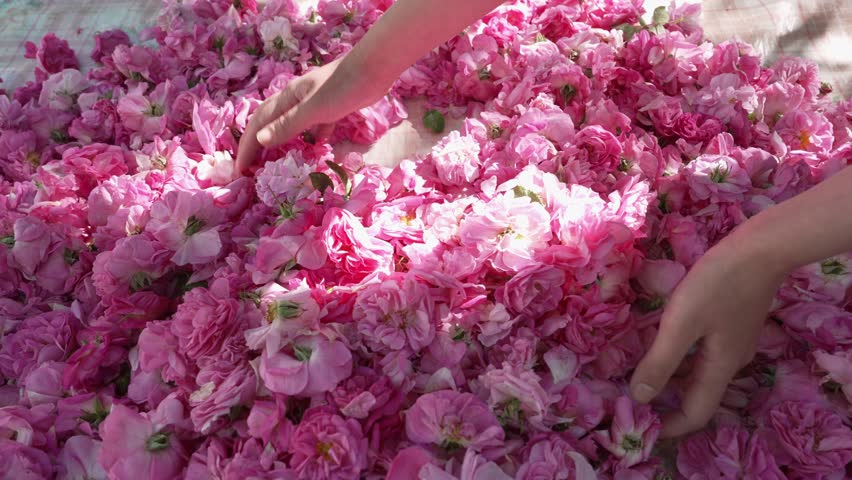 The girl's hands scatter fresh rose petals. Attar of rose. Rose essential oil is extracted through steam distillation