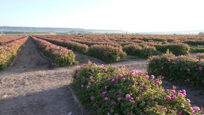 Taif Rose Field. The blooming season. Rose Essential Oil