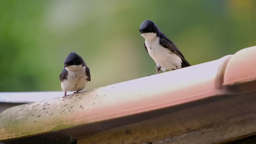 Pair Of Tree Swallow Birds Perched On The Roof. - closeup shot