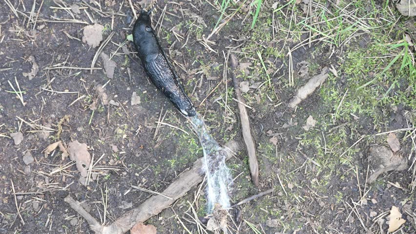A top-down macro shot of a black slug (arion ater) gliding across the forest floor, leaving behind a white mucous trail.