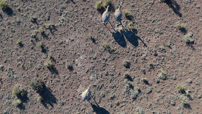 Greater ñandu american rheas or south american ostriches walking across the arid plains of Patagonia, Argentina, create long shadows under the warm afternoon sun, top down overhead drone shot