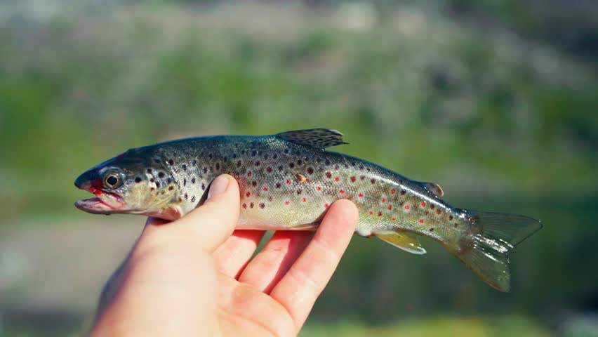 Fisherman holding a small brown trout caught in the river.- closeup shot