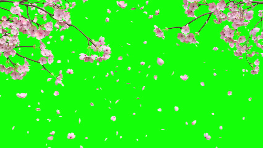 Cherry Blossom Tree with Falling Petals On Greenscreen