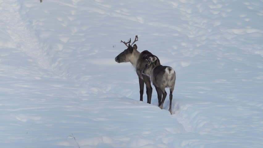 A moving scene of a woodland caribou cow and her calf trekking through deep Canadian snow in Yukon. This wildlife moment captures family bonds and winter adaptation.