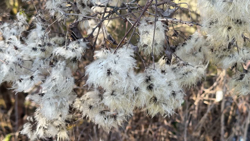 A detailed view of fluffy white seed pods hanging on thin branches.