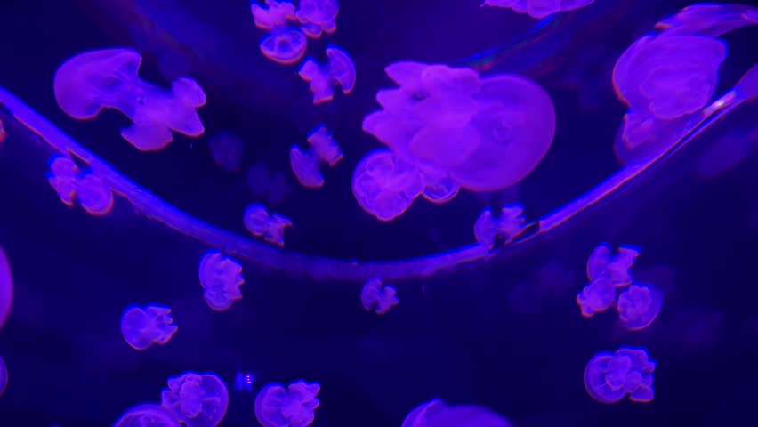 Illuminated Jellyfishes Or Aurelia Aurita With Glowing Purple Light In Large Aquarium