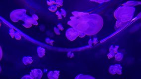 Illuminated Jellyfishes Or Aurelia Aurita With Glowing Purple Light In Large Aquarium - Powered by Shutterstock - Get 15% off with code: PIKWIZARD15