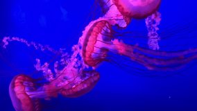 Red Jellyfish Dancing In The Blue Ocean Water, Compass Jelly Fish, Wildlife - Powered by Shutterstock - Get 15% off with code: PIKWIZARD15