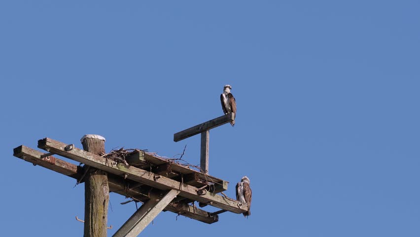 Osprey in their nest in the Broadwater Parklands on the Gold Coast, Queensland, Australia.