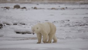 Polar bear in the Canadian Arctic walking along the Tundra waiting for the ice to freeze - Powered by Shutterstock - Get 15% off with code: PIKWIZARD15