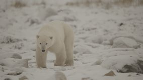 Polar bear in the Canadian Arctic walking along the Tundra waiting for the ice to freeze - Powered by Shutterstock - Get 15% off with code: PIKWIZARD15