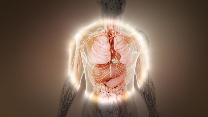 Human body disease organs become healthy organs, recover health and regainvitality. 3d animation.