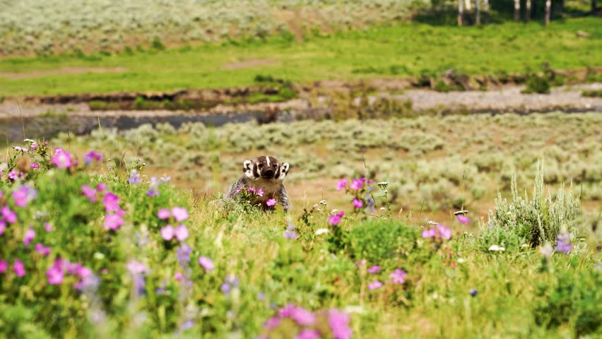 Curious badger standing in colorful open field at Yellowstone National Park, surrounded by flowers, alert, medium static