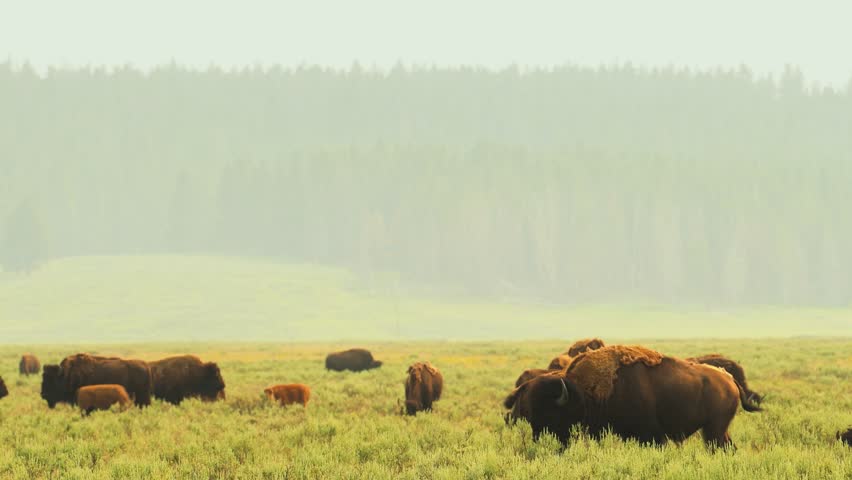 American bison grazing in Yellowstone National Park on sprawling green grasslands under soft light