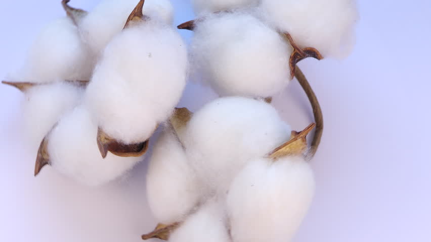 Rotation of Cotton plant flower on white background. Top view. White and brown cotton ball flowers circle.