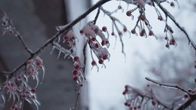 Close-up of snow-frosted tree branches with red berries and icicles hanging, blurred background with hints of structural outlines creating a serene, cold winter atmosphere under soft natural light - Powered by Shutterstock - Get 15% off with code: PIKWIZARD15