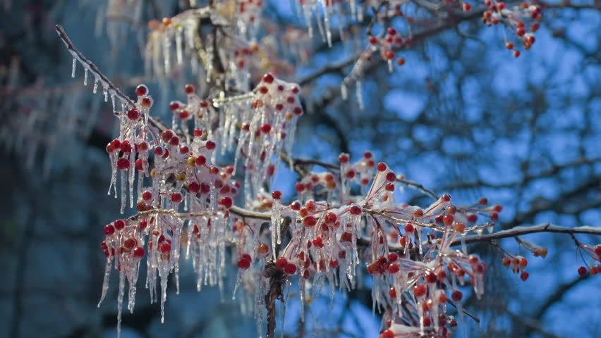 Close-up of red berries encased in frost and shimmering icicles on tree branches, highlighted against a vibrant blue winter sky, the intricate frozen details