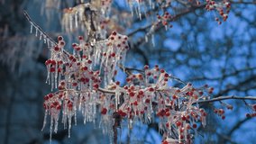Close-up of red berries encased in frost and shimmering icicles on tree branches, highlighted against a vibrant blue winter sky, the intricate frozen details - Powered by Shutterstock - Get 15% off with code: PIKWIZARD15