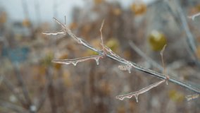 Close-up of dry grass stems and twigs encased in ice and frost, revealing intricate frozen textures and natural winter beauty in a serene outdoor scene with a soft blurred background - Powered by Shutterstock - Get 15% off with code: PIKWIZARD15