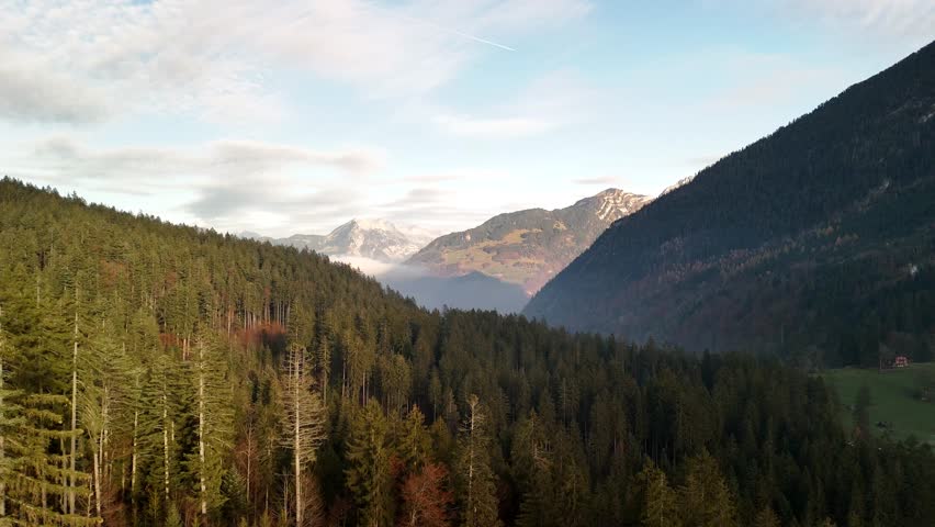 Autumn in Switzerland nature forest spruce evergreen pine tree landscape valley