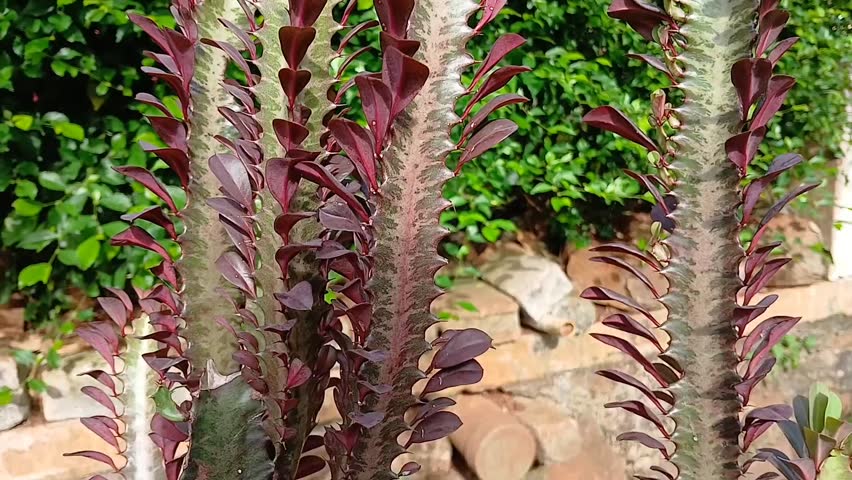 Cacti are thorny plants that can grow in dry and hot environments, such as deserts, steppes or deserts.