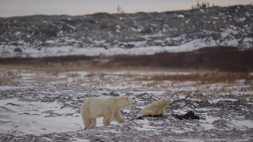 Polar bear in the Canadian Arctic walking along the Tundra waiting for the ice to freeze