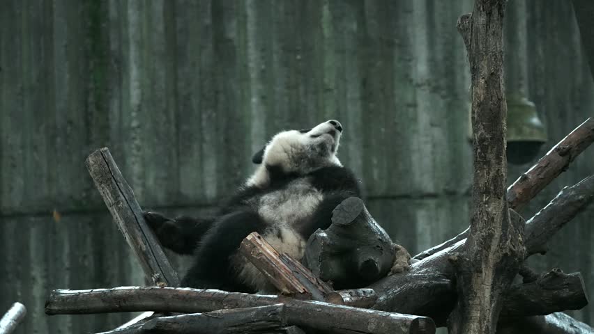 Baby panda Beixia at Chengdu Giant Panda Base in Sichuan Province, China