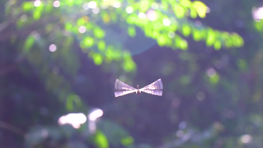 Tropical dragonfly flies in the air in the sunlight in Khao Lak Amphoe Takua Pa Phang Nga Thailand in Southeast Asia.
