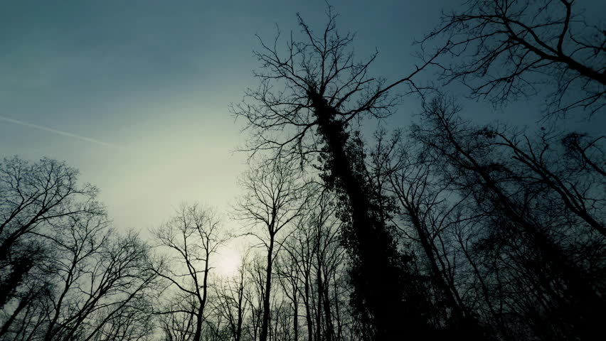Huge Tree Branches and the Sky in Winter Season