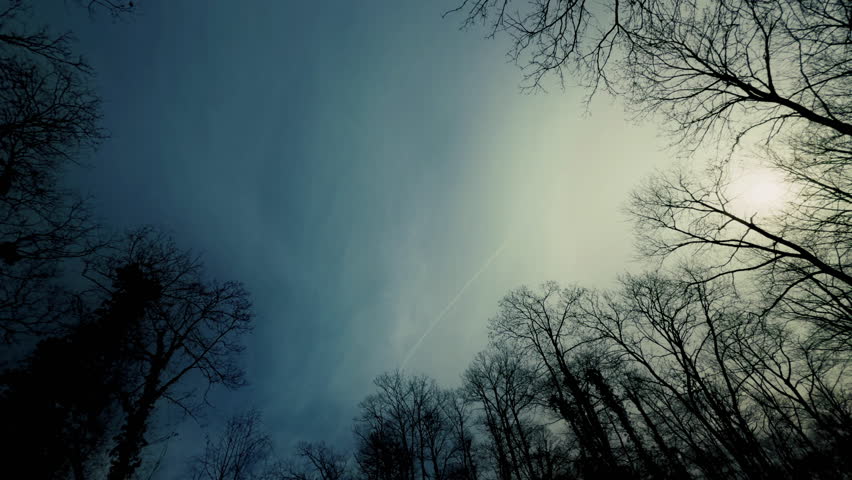 Huge Tree Branches and the Sky in Winter Season