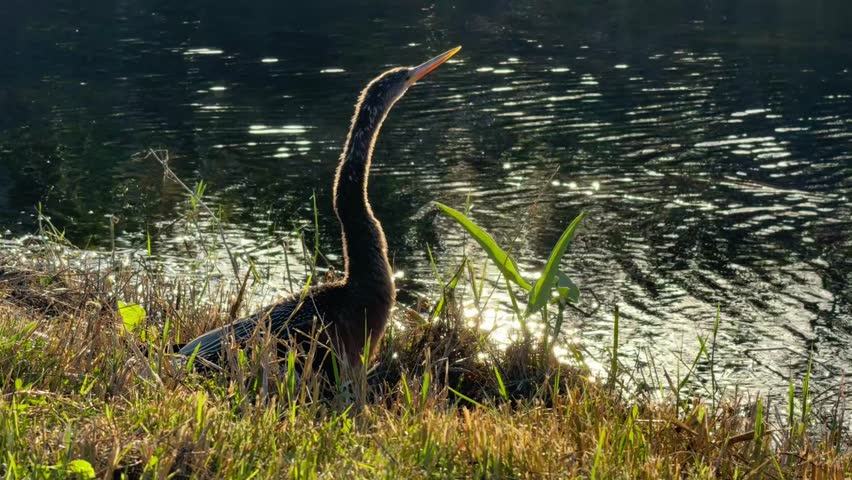 An Anhinga spreads its wings to dry by the edge of a shimmering water body in the Everglades. The serene backdrop and glowing water create a peaceful wildlife scene.