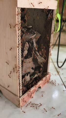 Typical Indonesian cricket cage made of wood swarmed by red fire ants