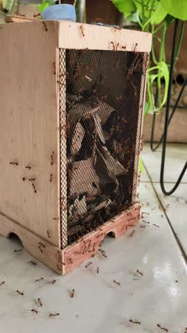 Typical Indonesian cricket cage made of wood swarmed by red fire ants