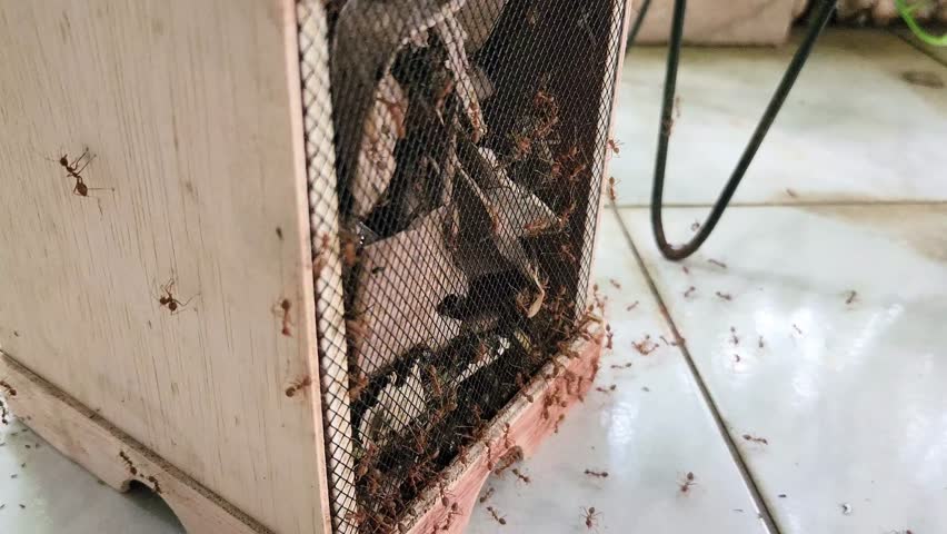 Typical Indonesian cricket cage made of wood swarmed by red fire ants
