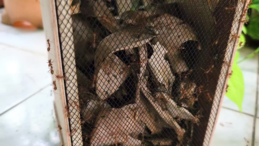 Typical Indonesian cricket cage made of wood swarmed by red fire ants