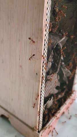 Typical Indonesian cricket cage made of wood swarmed by red fire ants