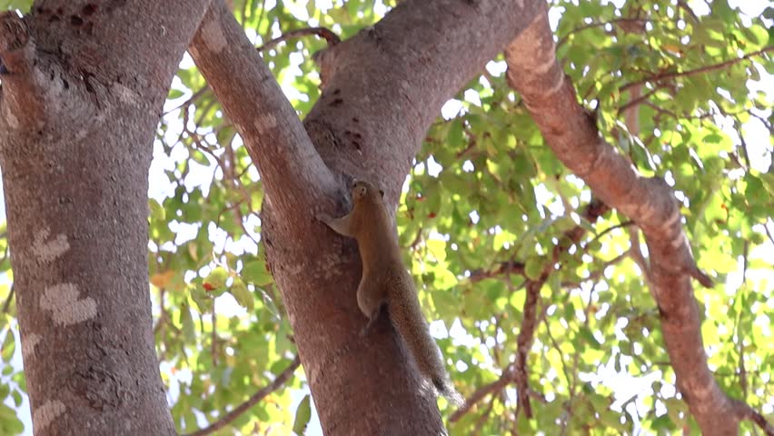 The grey-bellied squirrel (Callosciurus caniceps) jumps on a tree trunk, scratching its tail because of an insect bite. Slow motion video