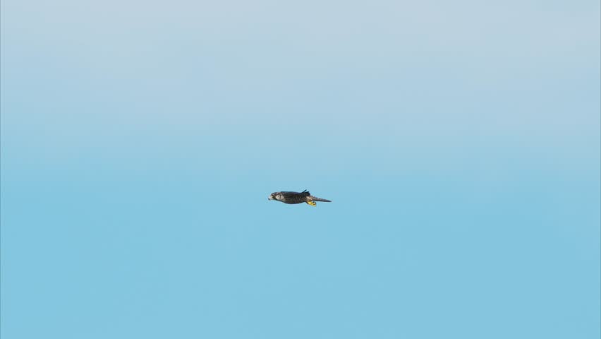 Peregrine Falcon juvenile flight (slow motion)