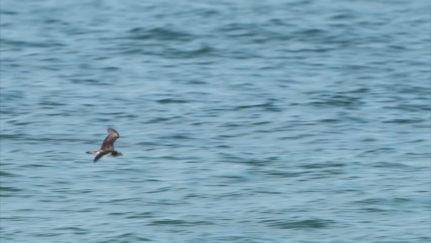 Streaked Shearwater flight in japan (slow motion)