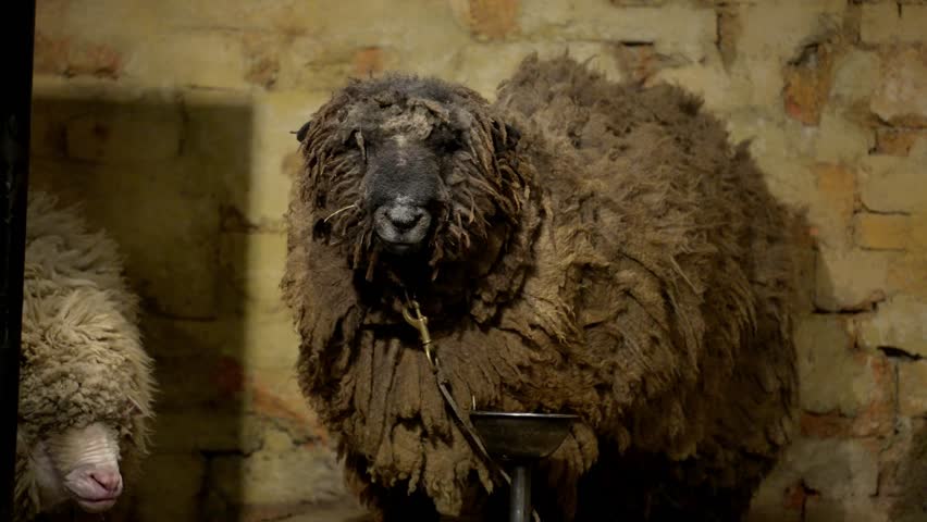 A sheep with messy and dirty wool standing on a stage in a farm. Sheep with woolly chaos