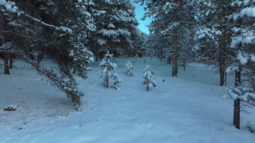 Snow Valley Forest Evergreen Meadows Conifer Colorado aerial drone Colorado sunset blue hour winter frosted trees cold frozen deep snow December North Turkey Creek Rocky Mountain town forward motion